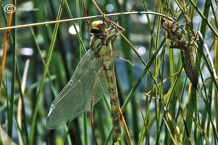 Sfarfallamento aeshnidae - Aeshna cyanea